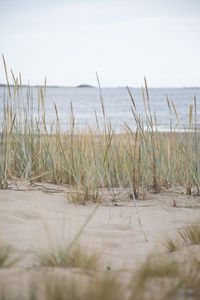 Grass on beach against sky