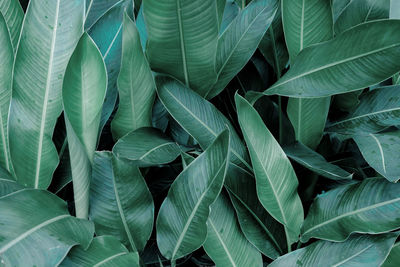 Full frame shot of leaves