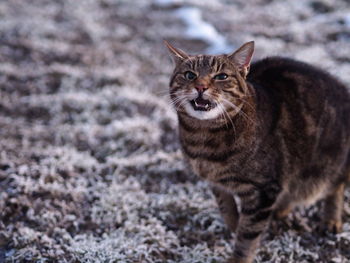 Portrait of cat