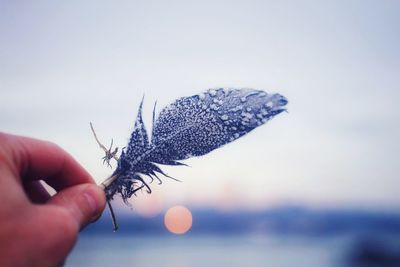 Cropped hand of person holding feather against sky during sunset