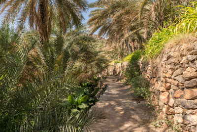 Footpath amidst palm trees