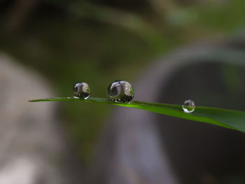 Close-up of water drops on plant