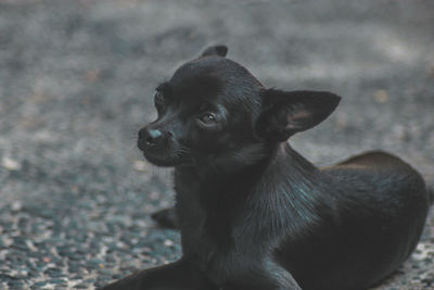 Close-up of dog looking away