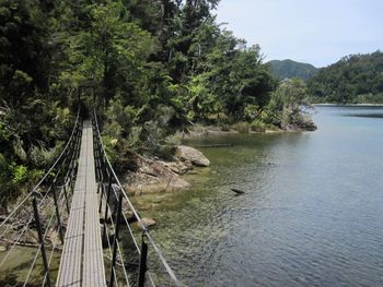 Bridge over river amidst trees in forest
