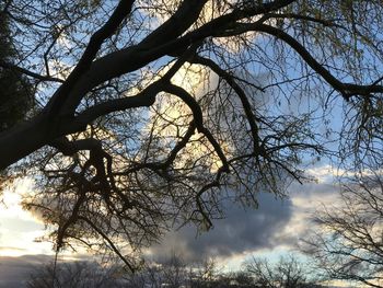 Low angle view of tree against sky