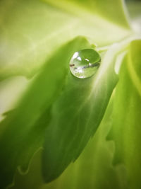 Close-up of water drops on leaf