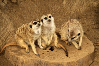 Portrait of sheep standing on rock