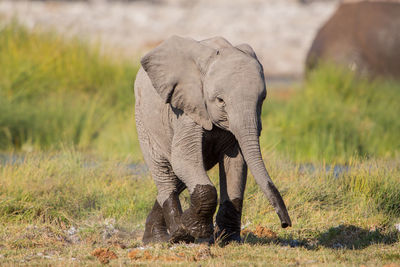 Elephant in grass