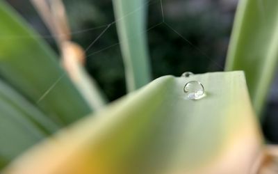 Close-up of raindrops on grass