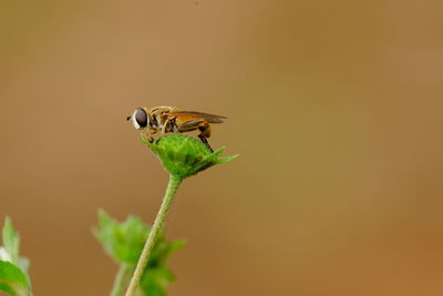 Close-up of insect on flower