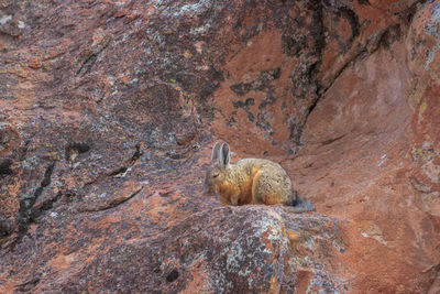 View of a turtle on rock