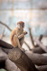 Monkey sitting on tree