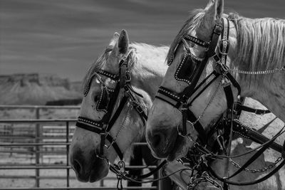 Side view of horses at field