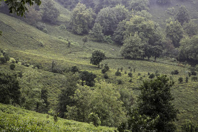 Trees growing in field