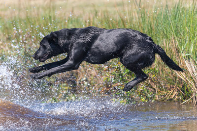 Black dog running in water