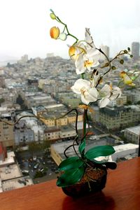 Close-up of flower hanging on tree in city