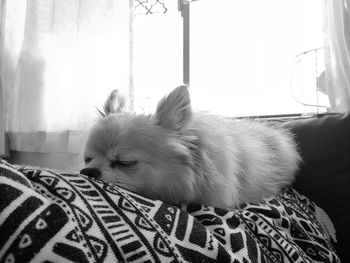 Close-up of a dog resting on bed at home