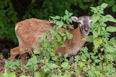 Deer standing on field