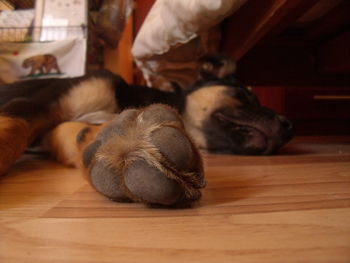 Close-up of a dog sleeping on floor at home