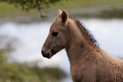 Side view of brown foal