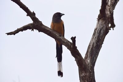 Low angle view of bird perching on tree against sky