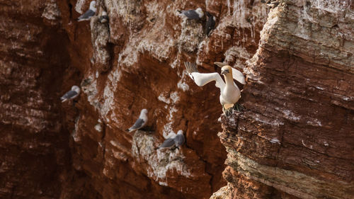 Low angle view of birds on rock formation