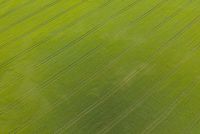 Full frame shot of palm leaf
