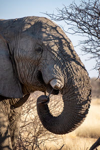 Close-up of elephant