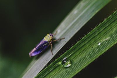 Close-up of insect on leaf