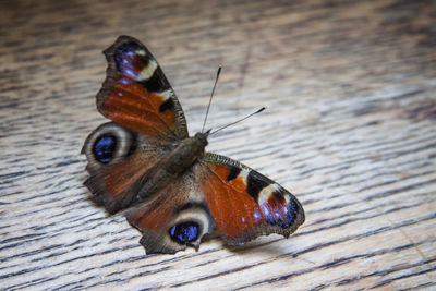 Close-up of butterfly perching