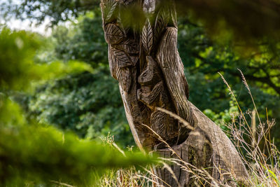 Close-up of lizard on tree