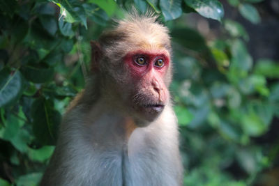 Close-up portrait of a monkey