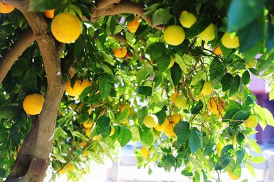 Low angle view of fruits growing on tree