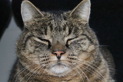 Close-up portrait of a cat