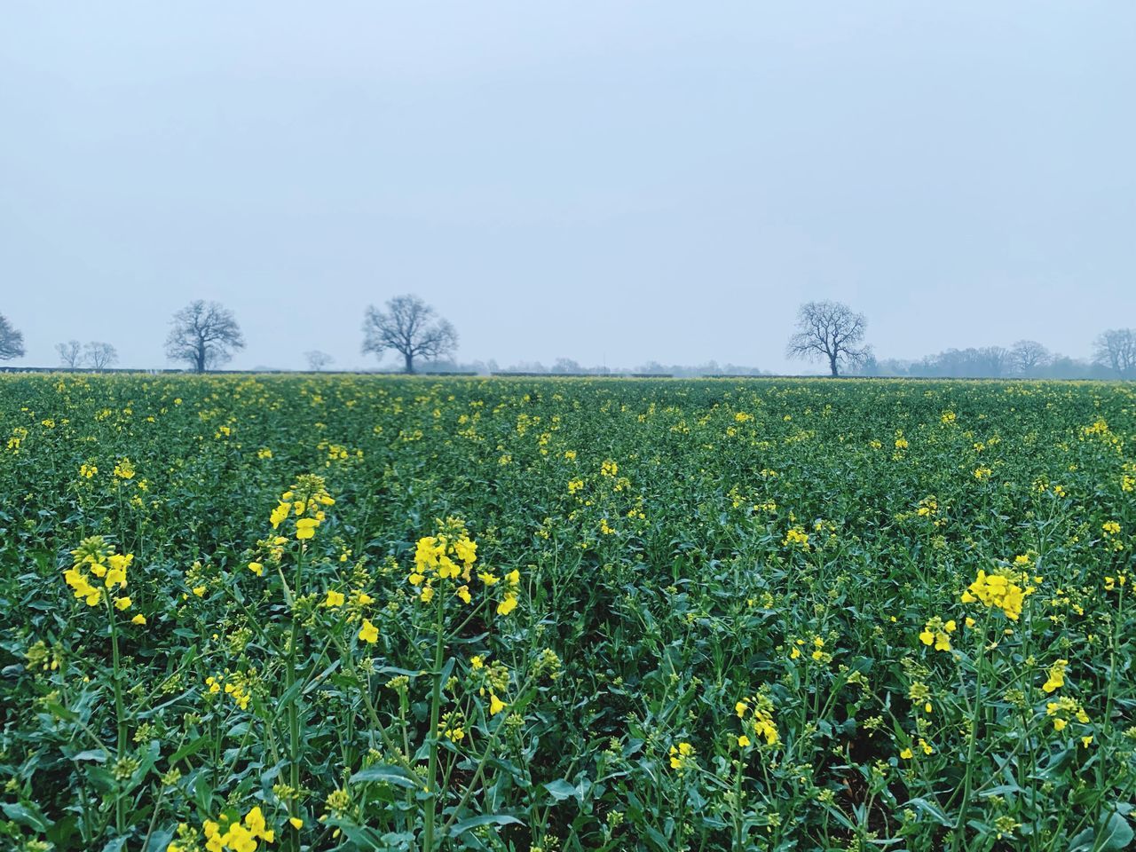 field, plant, yellow, beauty in nature, land, growth, flower, landscape, flowering plant, sky, tranquil scene, tranquility, rural scene, environment, nature, agriculture, day, scenics - nature, no people, freshness, outdoors