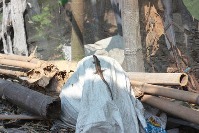 Close-up of logs in forest