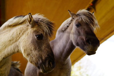 Close-up of a horse