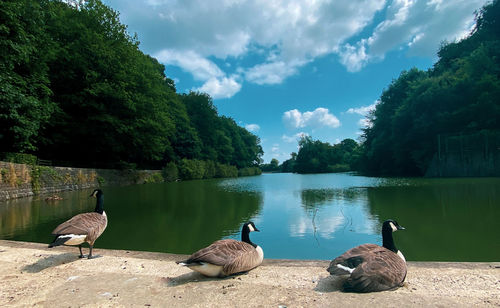 View of birds on lake against sky