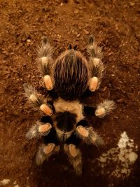 High angle view of insect on field