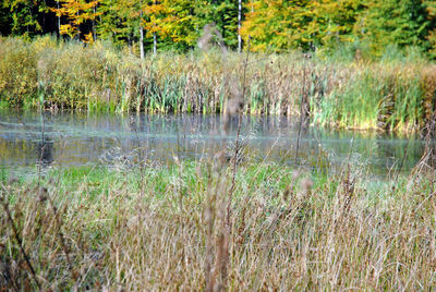 Reflection of trees in lake