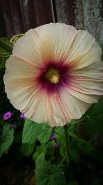 Close-up of pink flower blooming outdoors