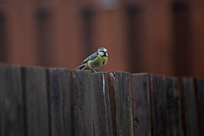 Close-up of bird perching on wooden post