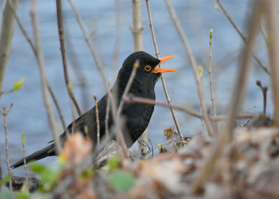 Close-up of bird perching on a plant