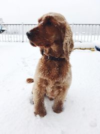 Dog looking away on snow covered field