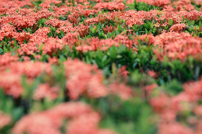 Close-up of flowering plants on field