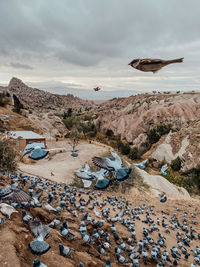 View of birds on land against sky