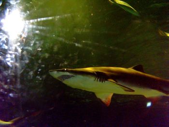 View of an animal in pond