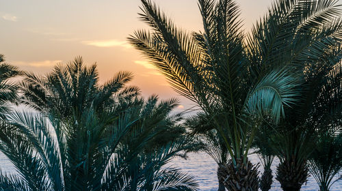 Low angle view of palm trees against sky