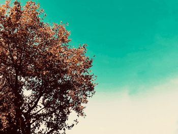 Low angle view of tree against sky