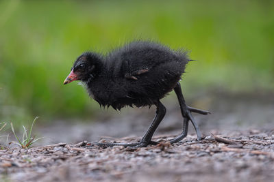 Close-up of a bird